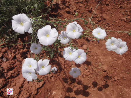 Eynali wild Flowers Tabriz